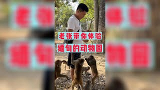 老张带你体验，缅甸的动物园！| 玉雕师张忠尧 | 翡翠原石 | 翡翠赌石 | 私人定制 | 翡翠雕刻 | 玉石雕刻 | 中国传统技艺 | 中国传统文化