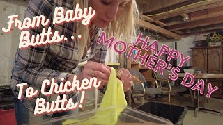 🐥🫣How to Treat Pasty Butts in Baby Chicks