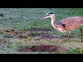 Great Blue Heron hunting and finally catching and eating a gopher Reuploaded 4K