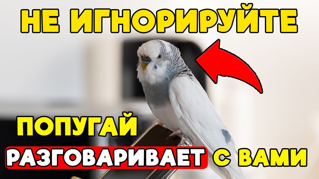 Почему Ваш Попугай КРИЧИТ? 5 Причин и Как Это Исправить