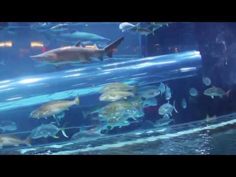 Casino Shark Casino Shark