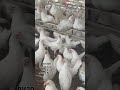 White Layer chicks and Adult Birds  For Order:7013511616 #ppfhatcheries #indianpoultry #farmbusiness
