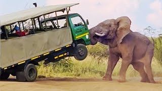 Elephant Picks Up Truck Full Of Tourists - Second Angle