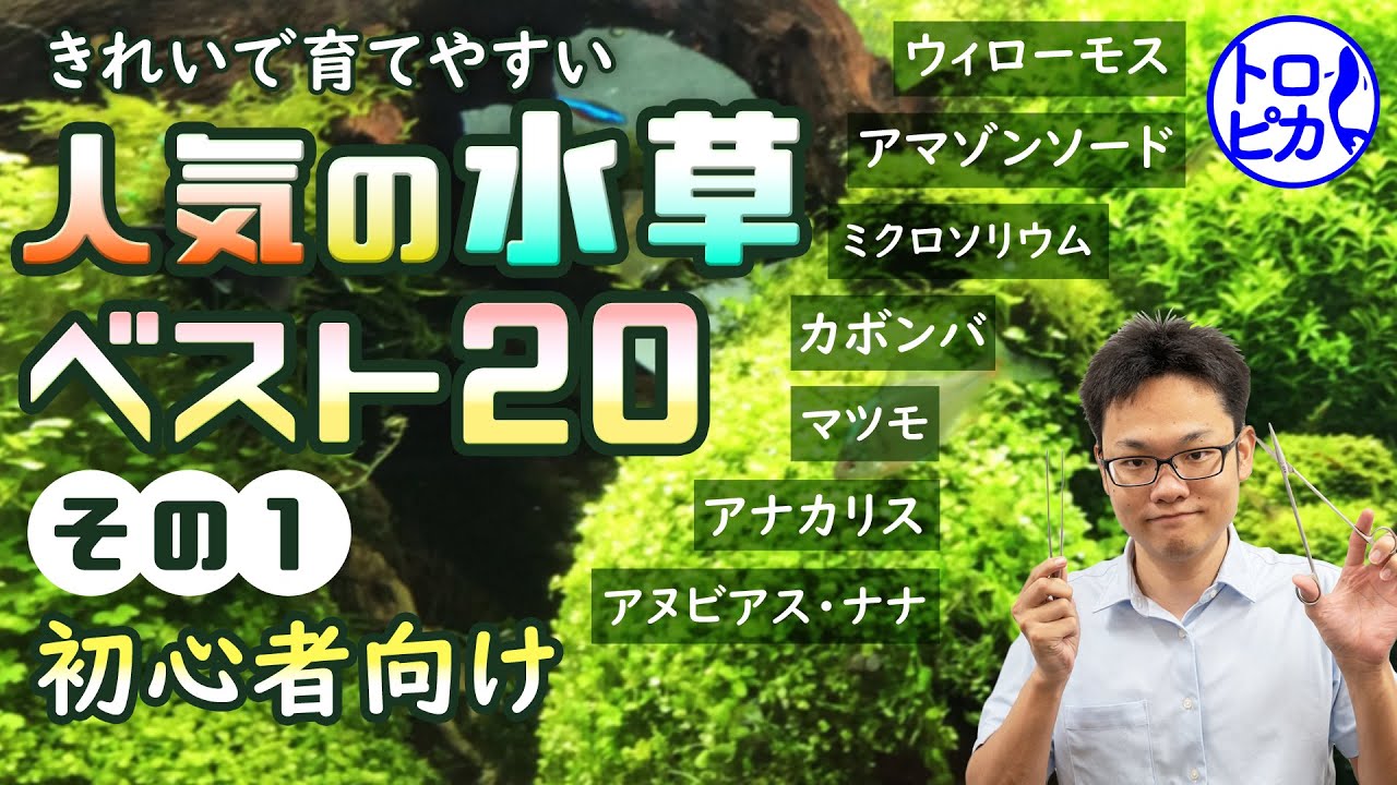 初心者向け きれいで育てやすいおすすめ人気の水草ベスト 東京アクアガーデン