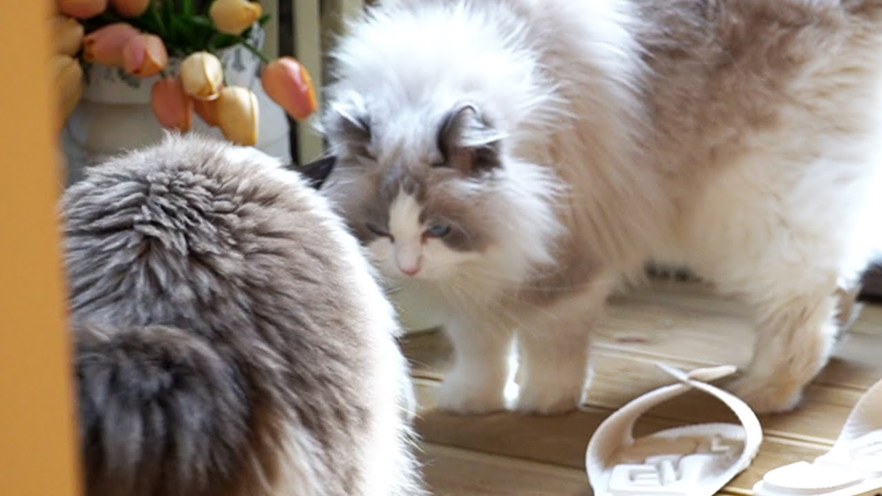 마농이의 두 얼굴