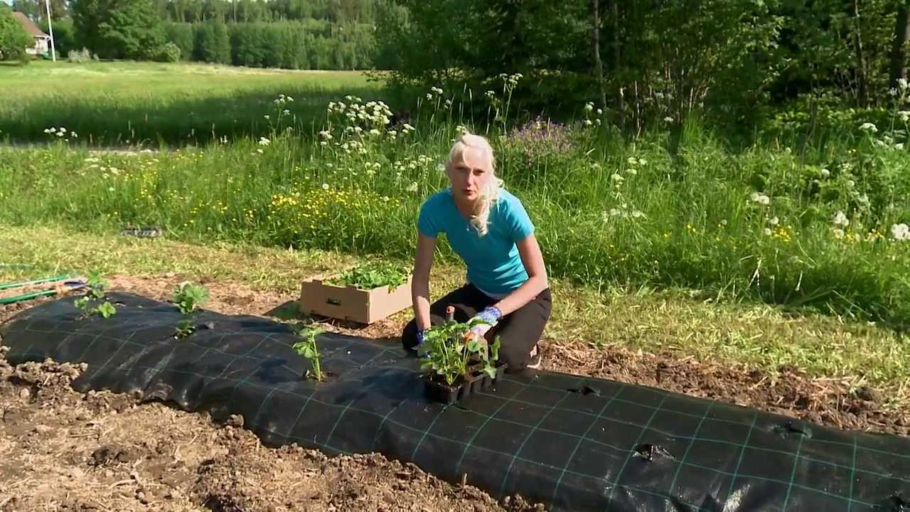 Mansikkapenkin uusiminen