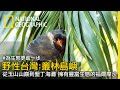 【野性台灣：叢林島嶼】全片線上看｜生在台灣的你，有看過全片中多少的美麗生物？