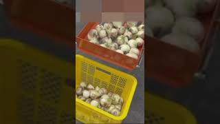 Onion Tapping Machine NOTM-1 for preparation #shorts #agrimachinery