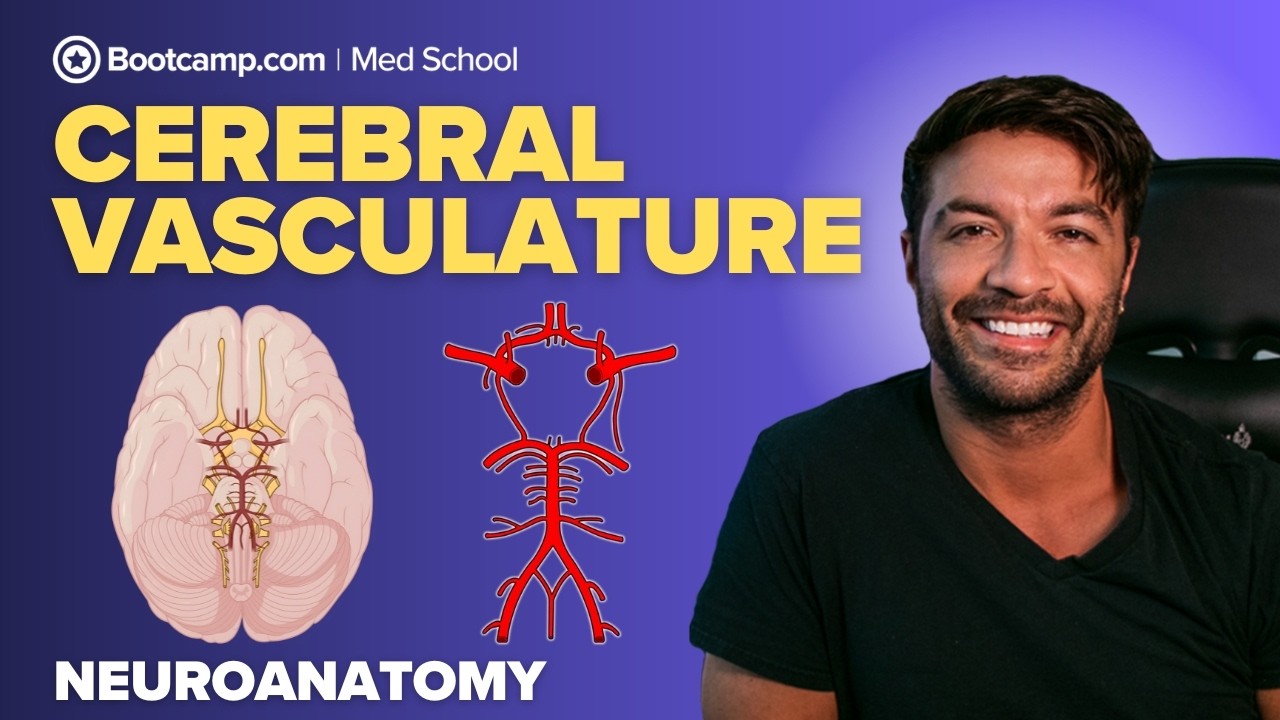 Cerebral Vasculature Explained for Medical Students | Circle of Willis & Stroke