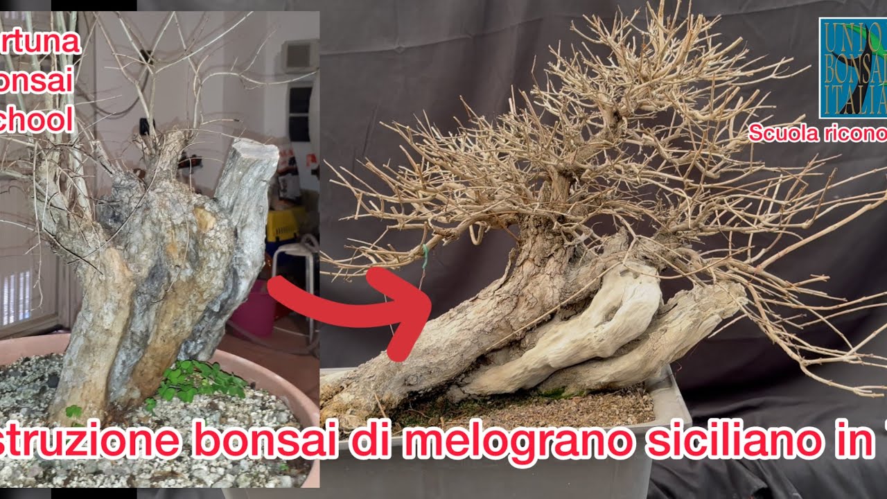 Costruzione e potatura su bonsai di  melograno italiano. Studiamo insieme tutti i passaggi