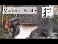 🌲Riesige Fichte mit Humboldt Fallkerb und Husqvarna 572 XP #wildaufwald