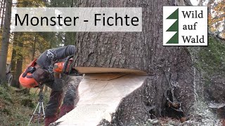 Riesige Fichte mit Humboldt Fallkerb und Husqvarna 572 XP #wildaufwald