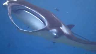 Manta Rays: the largest brains of fish species