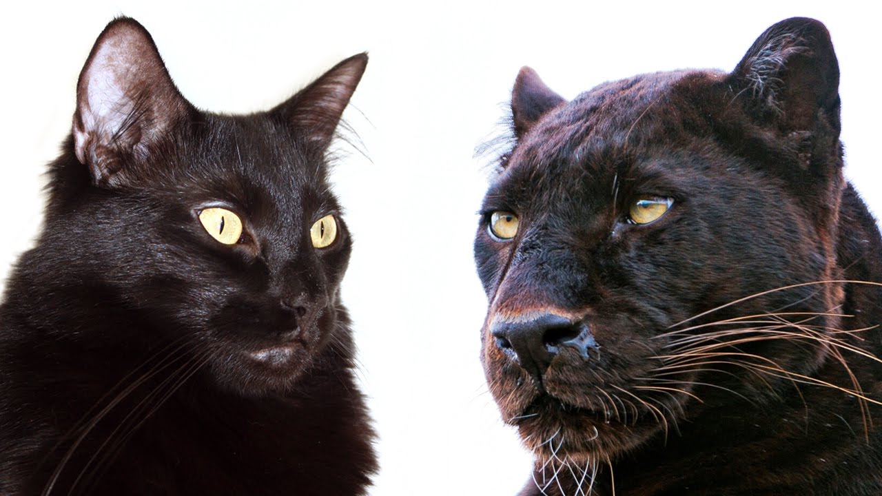 big black domestic cats