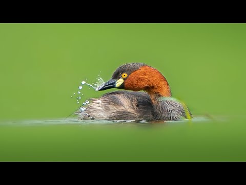 ভিডিও: অ্যাকুইফার। জলাভূমির গভীরতা