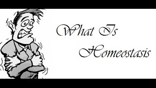 What Is Homeostasis?