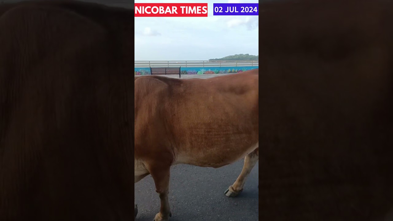 Cattle Menace on Roads of Port Blair 
