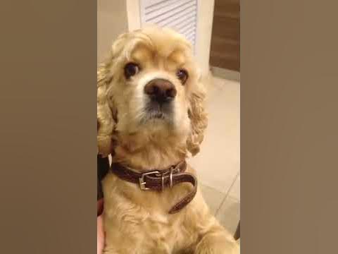 Умный пёс - YouTube