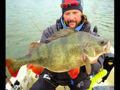 World Biggest Perch Ever Caught 