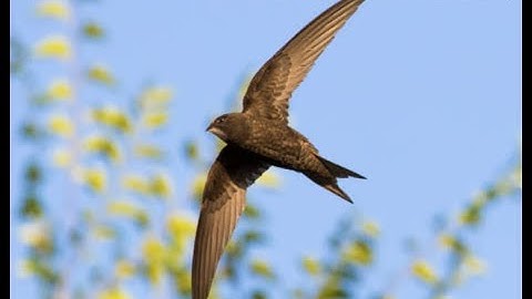 The Common Swift (Apus apus) -  A Life In The Air