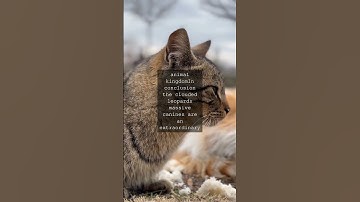 The Clouded Leopard A True Nonpareil in Canine DevelopmentIn the animal kingdom there...