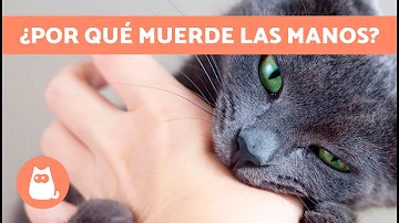 ¿Qué significa que mi gato me agarre la mano y me la lama?