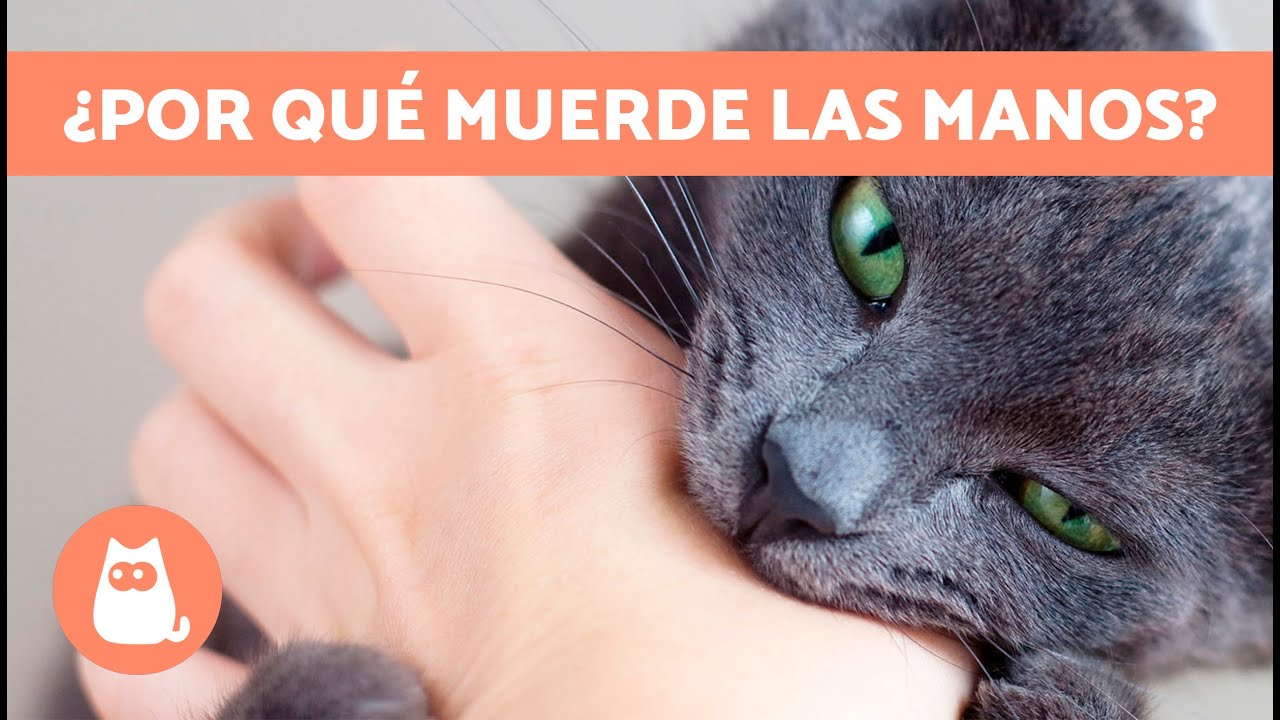 por-qu-mi-gato-me-muerde-las-manos-5-razones-youtube