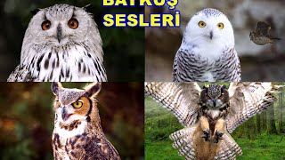 Şirin Baykuşlar | Baykuş Sesi | Farklı Baykuş Sesleri Ötüşleri Resimi