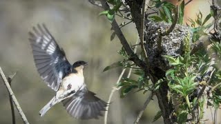 Pěnkava obecná (Fringilla coelebs) - stavba hnízda