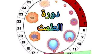 دورة الطمث ( الحيض ) أو الدورة الشهرية .. شرح أ.حسن محرم