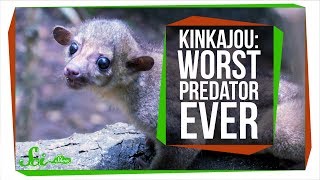 Meet the World's Worst Carnivore, the Kinkajou Meet the World's Worst Carnivore, the Kinkajou