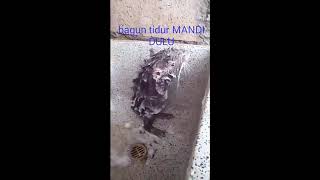Lucunya Tikus mandi