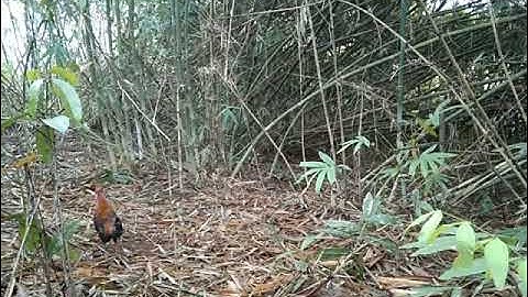 Bẫy gà rừng mới nhất 8/2/2020cuab qaib qus tuaj zoo heev nawb