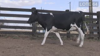 LEILAO LIQUIDACAO TOTAL FAZENDA RIO DOCE PIRAPITINGA SAO TOME