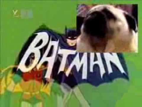 Este perro es fanático de Batman