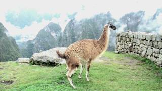 MACHOO PICCHU LLAMA POO