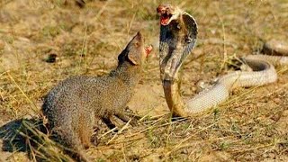 Snake Vs Mongoose Fight..