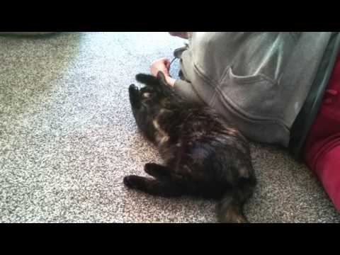 Kitty thinks strings from hoodies are for her to attack