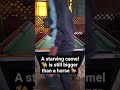 #pool #shorts #shortvideo