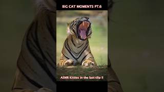 BIG CAT MOMENTS PT.6 #trending #animals #wildlife #youtubeshorts #youtube #tiger #lion #milk