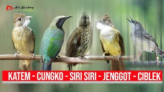 MASTERAN KAPAS TEMBAK - CUNGKO - SIRI SIRI - CUCAK JENGGOT - CIBLEK