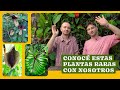 💚 Plantas exoticas de interior! nuestras wishlist 2024, anthurium, monstera, passiflora.