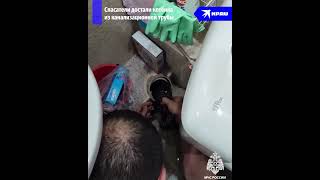 В Дагестане Спасатели Достали Котёнка Из Канализационной Трубы