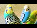 My budgie Jewel is so playful, loving the new jingle swing, parakeet bird chirping, singing