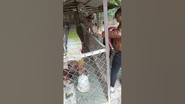 Lễ cấp sắc người Dao (Lô Gang)- phần I: Công tác chuẩn bị cho lễ Cấp Sắc của cậu Cương 2024