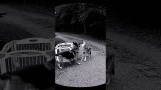 A Baby Cart In The Forest At Night Creepy Dashcam Footage