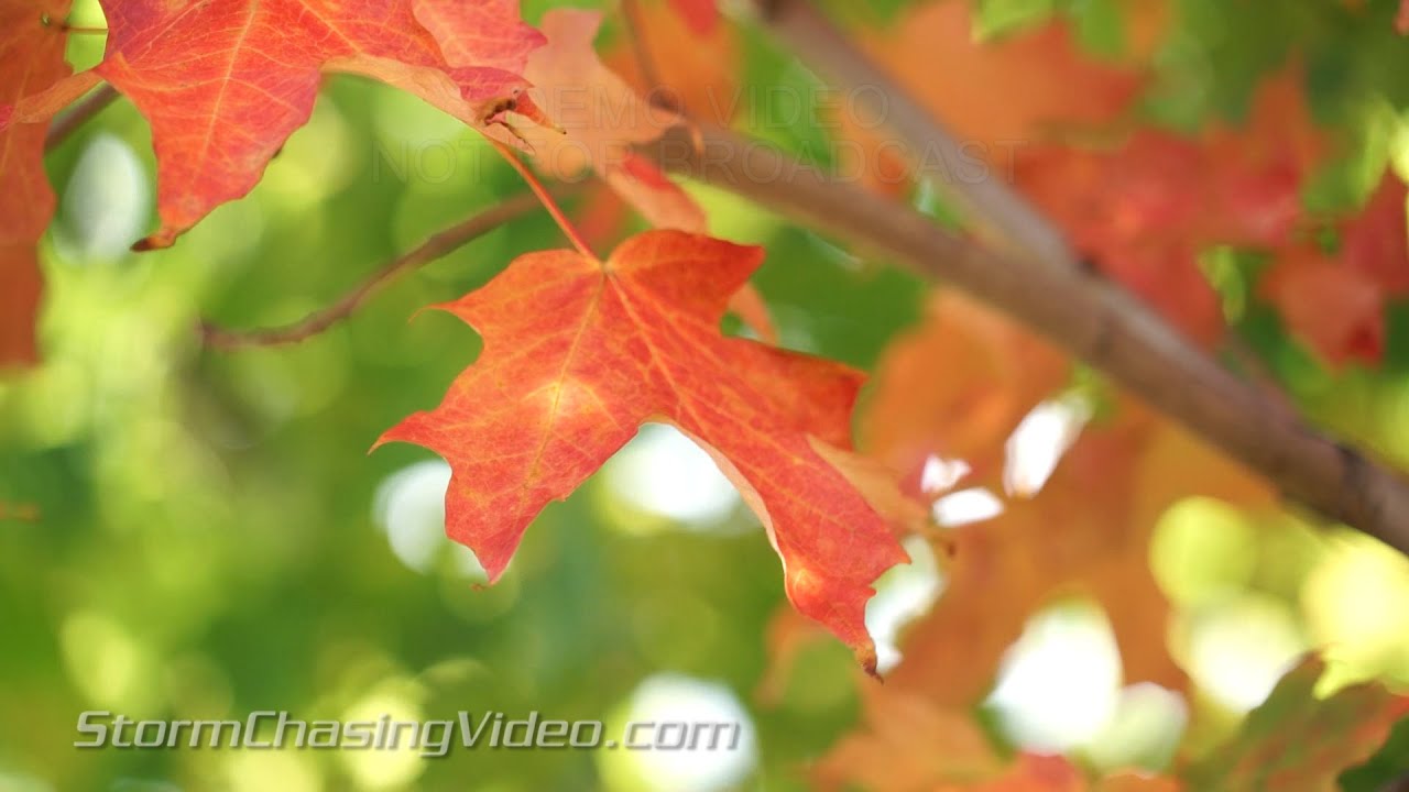 9/22/2015 The Start of Fall Color's around Stearns County, MN