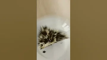 الشعب الصيني ماله حل 