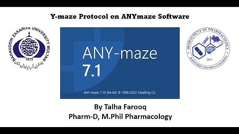 Y maze protocol ANYmaze