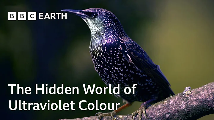 The Hidden World of Ultraviolet Light | Colour: The Spectrum of Science | BBC Earth Science